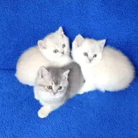 واگذاری بچه گربه در همه مدل در همه رنگ