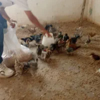 جوجه مرغ|حیوانات مزرعه|مشهد, درابد امام|دیوار
