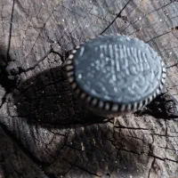 سمنان هستم اگهی شهر دیگر میزنم