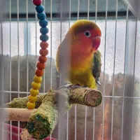 فروش یک عدد طوطی کتوله نر