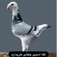 کله اسبی یا هومر|پرنده|سبزوار, امیر کبیر|دیوار