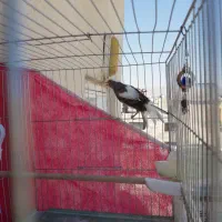 قناری نر مست معاوضه با دوتا جوجه قناری|پرنده|شیراز, دشت چنار|دیوار