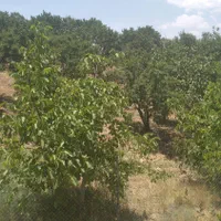 فروش زمین ۴۸۰ متری جاده چم ها به طرف اصفهان|فروش زمین و ملک کلنگی|نجف‌آباد, باغ ملی|دیوار