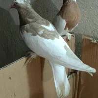 طوقی با جوجه در کوار