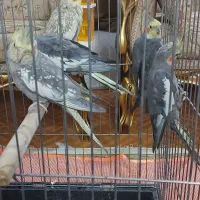 عروس هلندی مولد