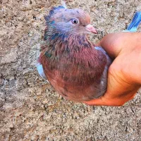 کفتر  زردی سرور سرکه‌ای راعبی|پرنده|شهریار, شهرک عباس پور|دیوار