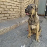 توله پژدر ماده