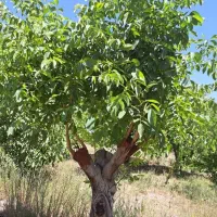 پیوند زنی