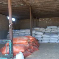 کاه گندم و نخود و بیده یونجه و کیسه خالی