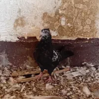 کبوتر گمشده