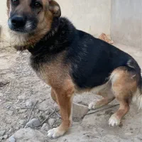 سگ شرمن و مالینویز