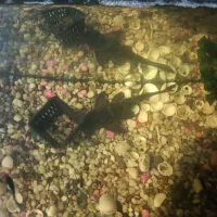 ماهی کت فیش یا لجن خوار ویک عدد اگزوز قهرمانی متور|ماهی|اهواز, فاز ۵ پاداد|دیوار