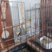 عروس هلندی جوان|پرنده|رشت, ولکس|دیوار