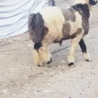 بره قوچ بختیاری|حیوانات مزرعه|کازرون, |دیوار