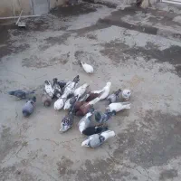 کبوتر پرشی|پرنده|هریس, |دیوار