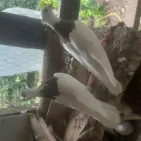 کبوتر ماده