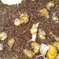 جوجه حلزون|خزنده|اهواز, زیتون کارمندی|دیوار