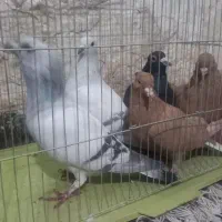 فروش کبوتر زرددم سفید|پرنده|زرند, |دیوار