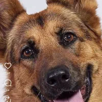 پیدا شدن سگ