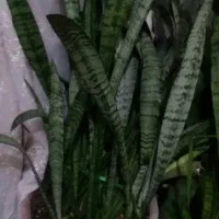 کل طبیعی