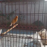 قناری نر قرص بخان