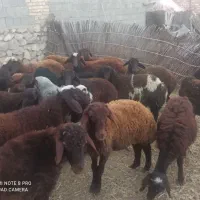 22راس بره نر