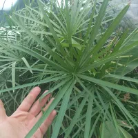 نخل مرداب خیلی خیلی بزرگ پر شاخه پر ریشه