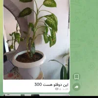 گل‌های طبیعی خونگی|گل و گیاه طبیعی|فولادشهر, فولادشهر|دیوار