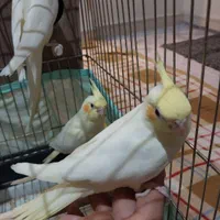 جفت عروس هلندی لوتینو مولد|پرنده|تهران, نازی‌آباد|دیوار