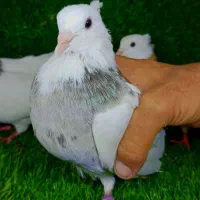 کبوتر طوقی|پرنده|آق قلا, |دیوار