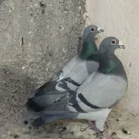 پلاکی و کله ای