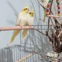 عروس هلندی دوماه،دون خور|پرنده|پردیس, فاز ۴|دیوار