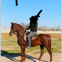 اسب مادیان نریون و کره