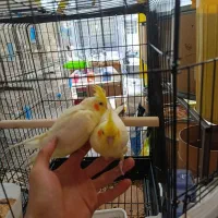 عروس هلندی جوجه