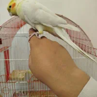 جفت عروس هلندی|پرنده|سجاس رود, |دیوار