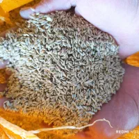 فروش تخم کتان(بلبل دنی)|عمدهفروشی|بناب, |دیوار