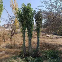 فروش عمده نهال صنوبر سرمایه گذاری پرسود|خدمات باغبانی و درختکاری|پلدختر, |دیوار