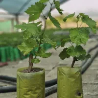 نهال گلدانی انگور مانیکور فینگر