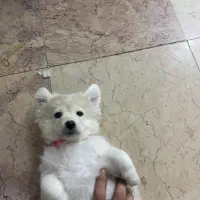 توله پامر خرسی اصیل