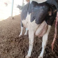 گاو تازه زا