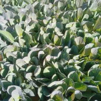 نشا کلم گلوپ مستر