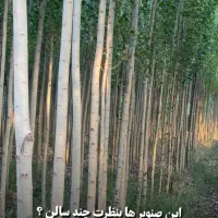 پیش فروش نهال به قیمت پارسال خرید کنید|خدمات باغبانی و درختکاری|میاندوآب, |دیوار