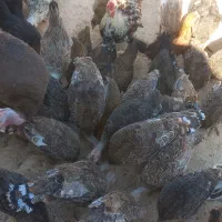 بوقلمون