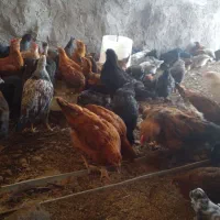 جوجه مرغ گلپایگان ومرندی اصل زیرنظرجهاد|حیوانات مزرعه|تربت‌حیدریه, پایانه مسافربری تربت حیدریه|دیوار
