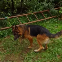 سگ ژرمن|سگ|شفت, |دیوار