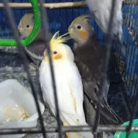 عروس هلندی|پرنده|سردرود, |دیوار