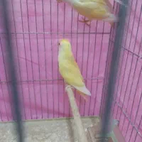 کوتوله مولد|پرنده|بم, |دیوار