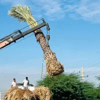 ایجاد فضای سبز زیبا با درخت نخل