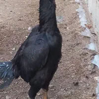 سلام دو عدد خروس ۷ ماهه|حیوانات مزرعه|اشنویه, |دیوار