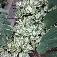 گلهای آپارتمانی (خرید بدون واسطه از تولید کننده)